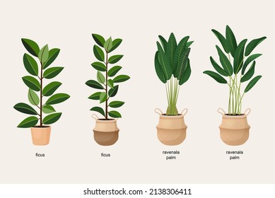 Collection of houseplants ficus and ravenala palm in pots for interior decoration. Set of vector illustrations of home flowers. Trendy home decor with plants, urban jungle.