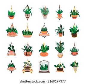 Collection of houseplants in hanging pots. Modern illustrations.
