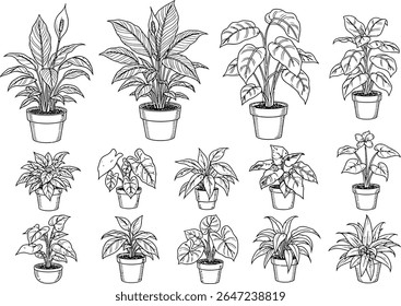 Collection of Houseplants in Pots Featuring Various Leaf Shapes and Sizes Ideal for Botanical Illustrations and Garden Designs
