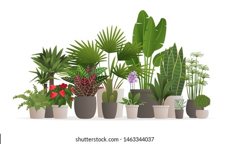 Collection of houseplants for web banner. Potted plants on an isolated background. Vector illustration in cartoon style