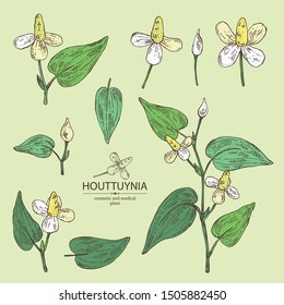 Collection of houttuynia: houttuynia flowers and leaves. Houttuynia cordata, Cosmetic and medical plant. Vector hand drawn illustration