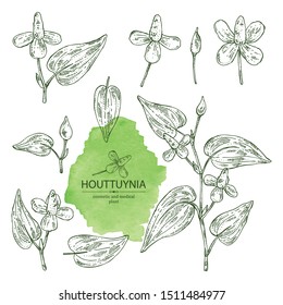 Collection of houttuynia: houttuynia flowers and leaves. Houttuynia cordata, Cosmetic and medical plant. Vector hand drawn 