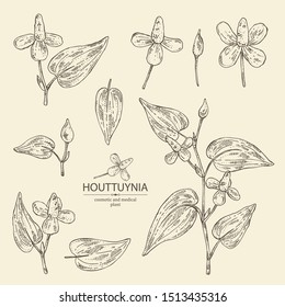 Collection of houttuynia: houttuynia flowers and leaves. Houttuynia cordata, Cosmetic and medical plant. Vector hand drawn 