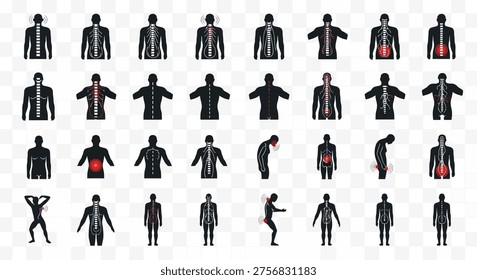 Collection of human body illustrations highlighting skeletal and muscular systems