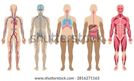 Collection of human body systems showing circulatory, nervous, respiratory, digestive, and muscular structures. Male silhouette for anatomical study.
