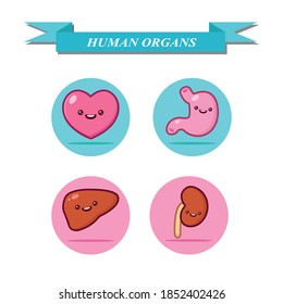 Collection of Human Organs Like Liver, Stomach, Kidney