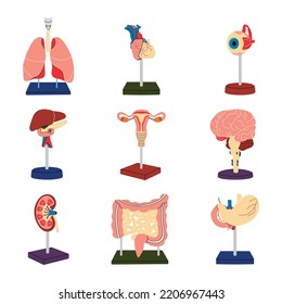 Collection of human organs on a stand, heart, liver, kidney, eye, brain, lungs, stomach, intestines, uterus. Vector flat line anatomy, biology medicine physiology. Body, health, education, organism.