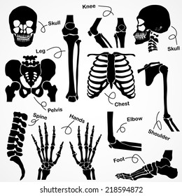 Collection Human Skeleton 