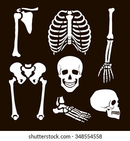 Collection Human Skeleton  Vector  illustration white set