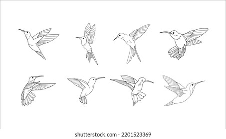 Collection of Hummingbird Illustrations on a White Background 