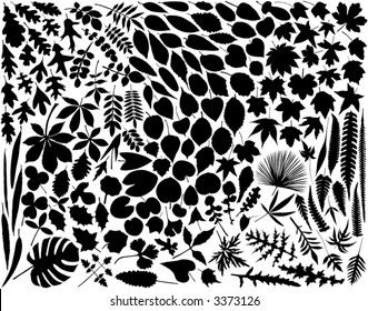 Collection of hundreds of vector leaf outlines