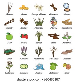 Collection of icons for aromatic plants, herbas and woods for essense oils production. Perfume fragrance aroma ingredients.