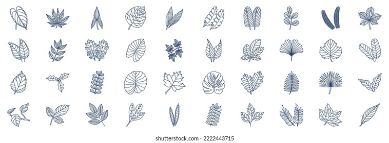 
Colección de iconos relacionados con hojas, incluyendo íconos como Anthurium, Aralia, Aspidistra, Chestnut, Citrus y más. ilustraciones vectoriales, conjunto Pixel Perfect