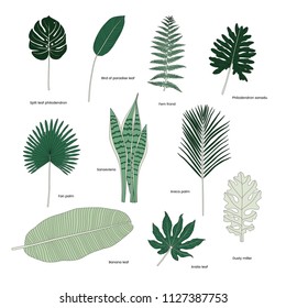 Collection of illustrated tropical leaves