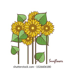 collection of illustration with sunflower isolated on white background