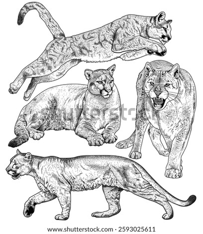 Collection of illustrations of cougars in various poses
