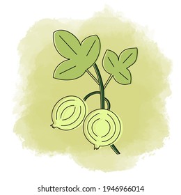 Collection of illustrations of fresh gooseberries with stem and green leaves hanging on a tree branch. Watercolor illustration of fruit