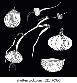 Collection of  illustrations with garlics isolated on black background