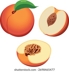 Una colección de ilustraciones de melocotones