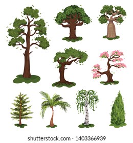 Collection of illustrations of trees. Sakura, pine, spruce, baobab, birch, palm.