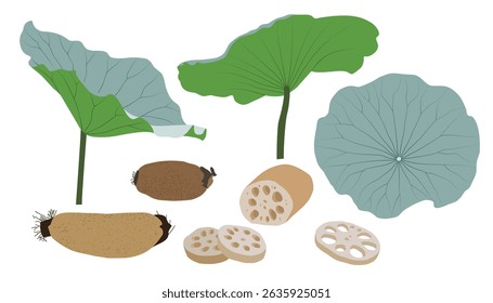 A collection of illustrations of various Lotus leaf and Lotus root.