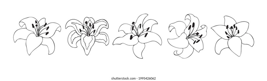 Kollektion von Lilienblumen. Vektorliniengezeichnete Illustration. Blumendesign-Element für Hochzeitseinladungen, Wrapper, Dekoration.