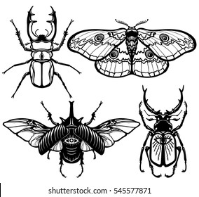 Collection of images of insects: bugs and moth. The linear drawing isolated on a white background. Vector illustration.