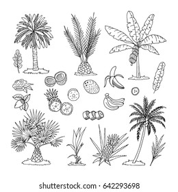 A collection of images of a vector format of a palm tree. Line and silhouette of palm trees isolated on white background. Doodle set