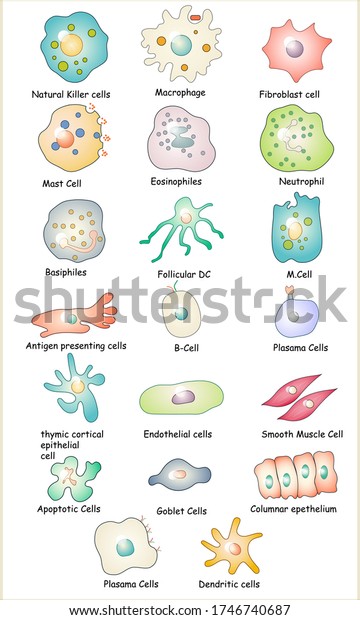 collection of immune cells: Dendritic cell,
Basophile, B, T,  Plasma and Natural killer cell, Eosinophil, Mast
and Goblet cell,  Endothelial, muscle cell, antigen presenting
vector
