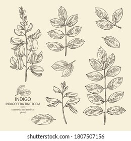 Collection of Indigofera tinctoria: plant, flowers and leaves of indigo. Cosmetic and medical plant. Vector hand drawn illustration.