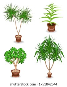 Collection. Indoor plant in a pot. Yucca, scarlet faith, dracaena. Beautiful decorative flowerpot. Vector illustration of a set.
