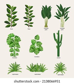 Collection of indoor plants for decorating the interior. Set of vector illustrations of home flowers. Trendy home decor with plants, urban jungle.