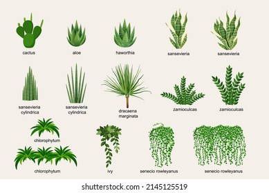 Collection of indoor plants for decorating the interior. Set of vector illustrations of home flowers. Trendy home decor with plants, urban jungle.