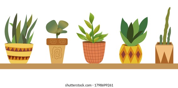 Collection of indoor plants in flower pots on a shelf on a white background