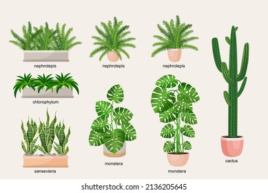 Collection of indoor plants in pots for decorating the interior. Set of vector illustrations of home flowers. Trendy home decor with plants, urban jungle.