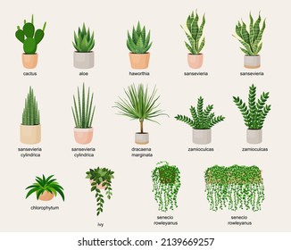 Collection of indoor plants in pots for decorating the interior. Set of vector illustrations of home flowers. Trendy home decor with plants, urban jungle.