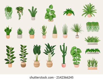 Collection of indoor plants in pots for decorating the interior. Set of vector illustrations of home flowers. Trendy home decor with plants, urban jungle.