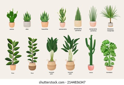 Collection of indoor plants in pots for decorating the interior. Set of vector illustrations of home flowers. Trendy home decor with plants, urban jungle.