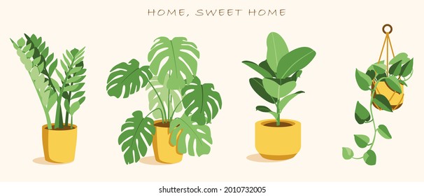 Collection of indoor plants in pots: monstera, zamioculcas, epipremnum, ficus. Houseplants. Urban jungle, trendy home decor with plants. 