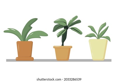 A collection of indoor plants in pots standing on the window, a set of flowers in a planter, home comfort, home garden. Vector cartoon illustration