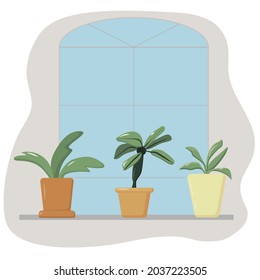 A collection of indoor plants in pots standing on the window, a set of flowers in a planter, home comfort, home garden. Vector cartoon illustration
