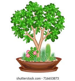 Collection of indoor plants in pots, succulents. The garden is in the bowl. Crassula, scarlet vera, astrophytum, Mammillaria. Hobby for collectors. Home and apartment decoration. Vector illustration.