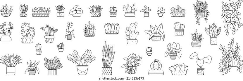 Collection of indoor plants. A set of vector illustrations on a white background.
