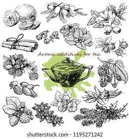 Collection ingredients for tea,herbal,spice,berries Limon dogrose clover sea buckthorn raspberry strawberry vanilla mint anise cardamom cinnamon clovethyme Hand drawn graphics elements black and white