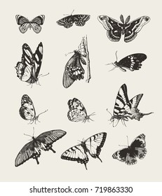 Collection of ink drawn butterflies