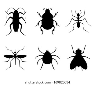 Collection insect