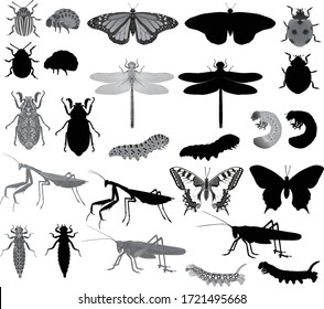 Collection of insects in black-white image and silhouette: grasshopper, caterpillar, mantis, ladybug (ladybird), butterfly (swallowtail, machaon, monarch), dragonfly, colorado beetle, june bug