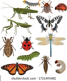 Collection of insects in colour image: grasshopper, caterpillar, mantis, ladybug (ladybird), butterfly (swallowtail, machaon, monarch), dragonfly, colorado beetle, june bug