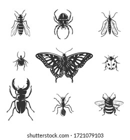 Collection of insects isolated on white.Vector illustration.