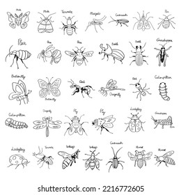 Collection of insects. Outline illustrations. Hand drawn black color icons on white background.